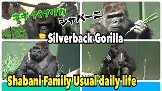 【Love Shabani's family】Green onion 長ネギ大好き イケメンゴリラ  シャバーニ【Handsome Silverback  Gorilla Shabani】