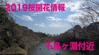 2019年3月24日　千鳥ヶ淵付近　4K UltraHD