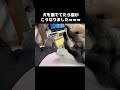 犬を撫でてたら猫が...笑 shots