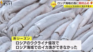 初日は稀に見る不漁…石川・能登町で今季初のスルメイカ水揚げ 操業可能になったロシア海域に期待