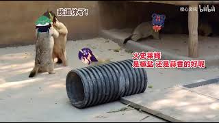 【配音】三神凑不出一摩拉