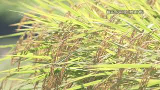 田舎の風景(岩座神の棚田の稲穂)