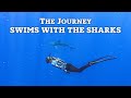 We Swam with Sharks No Cage! Oahu Hawaii