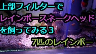 上部フィルターでレインボースネークヘッドを飼ってみる３～7匹のレインボー～