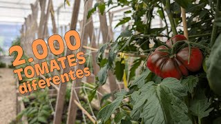 Cultivan 2.000 variedades de TOMATE en Torrelavega. Simientes infinitas.