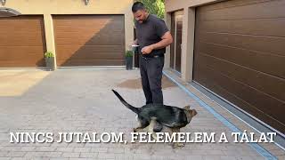 #rangerdog Kölyök kutya etetése 1.