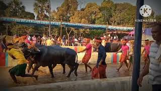 adve nandikoor kambala final race2023