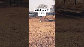 加速力ありすぎワンコ#ジャックラッセルテリア #犬 #子犬 #ミント #ドッグラン