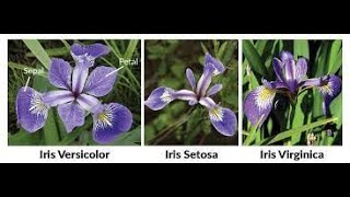 R - Basic Revision 2 with Iris Data