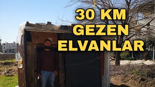 MEHMET UMDE'NİN ELVAN GÜVERCİNLERİ - POSTA GÜVERCİNİ GİBİ GEZİYORLAR