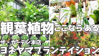 観葉植物ならここ！おすすめ大型店舗【ヨネヤマプランテイション】