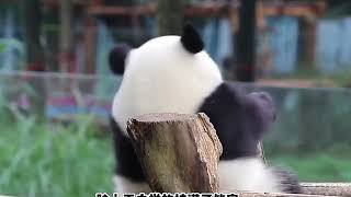 Adorable Moments of Chong Chong, the Panda, Riding a Motorcycle in Chongqing - #PandaLove...