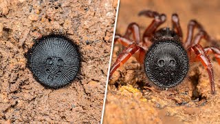 העכבישים הכי נדירים בעולם ( מטורף!!!) |  טופטן