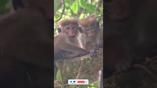 Brotherly Love: Bonnet Macaques' Play and Feast