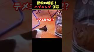 tiktokで5.6億回バズった動物ハプニング動画9選！9Animal Happenings Videos That Got 560 Million Buzz on tiktok!#shorts #犬