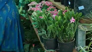 we went to kannur flower show