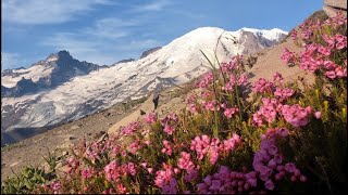 Exploring most luxuriant alpine gardens at Mount Rainier