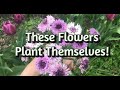 9 Self-Seeding Flowers to Grow