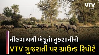 Gujarat ના ખેડૂતો નીલગાયના ત્રાસથી પરેશાન, સૌરાષ્ટ્ર સહિત મધ્ય,ઉત્તર,દક્ષિણ ગુજરાતના ખેડૂતો ત્રસ્ત