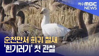 순천만서 희귀 철새 '흰기러기' 첫 관찰 (241202월/뉴스데스크)