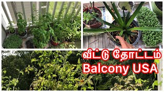 USA vlog |வீட்டு தோட்டம் மணத்தக்காளி,வெண்டை, கீரை 8 வகை செடிகள் vegetable garden  AMERICA