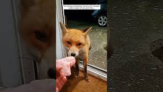 This family rescued a fox trapped under a layer of soil, and then... #fox #foxy #shorts