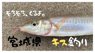 【宮城　キス釣り】開幕直前！ライトキス釣り備忘録