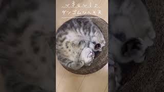 【猫】寝姿シリーズNO.4 ダンゴムシへそ天寝😻💤#shorts #猫 #だんごむし #へそ天