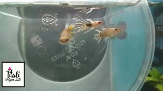 HB White Merah with Ribbon Guppy ( Crown tail )