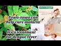 Health Benefits of Tawa-tawa | It's a Treatment for  Dengue Fever | Natural Health Benefits