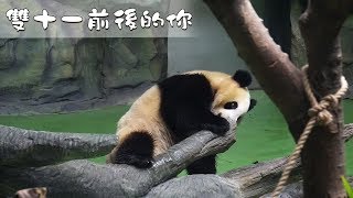 《熊貓早晚安》像不像雙十一前後的你？| iPanda熊貓頻道