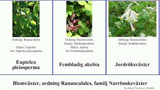 Blomväxter, ordning Ranunculales, familj Narrbuskeväxter angiosperms trifoliata Fuse månfröranka