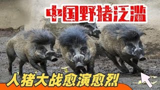 中国野猪泛滥，人猪大战愈演愈烈，百万野猪该如何处理？【神兵集结号】