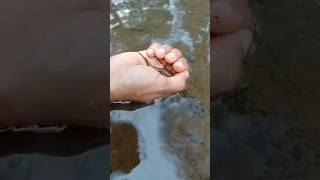 ഇങ്ങനെയും മീൻ പിടിക്കാം #fishingvideo #malayalam #coupleshorts #funny #shortsvideo