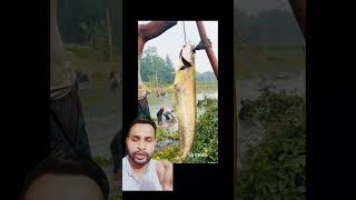 বিশাল বড় বোয়াল মাছ #fishing #fish #fishingvideo #foryou #shorts