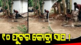 ୧୦ ଫୁଟର କୋବ୍ରା କୁ ପାଣି ପିଆଉଥିବାର ଦେଖିଛନ୍ତି କି ?