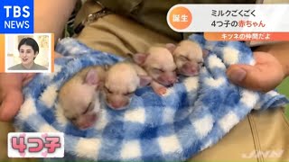 みんなそっくり！「フェネック」の４つ子の赤ちゃん誕生【Nスタ】