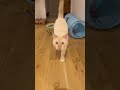 遊びの時間を待ちきれず飼い主に突進しちゃう猫