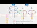 t cell receptor tcr and cd3 fl immuno 28