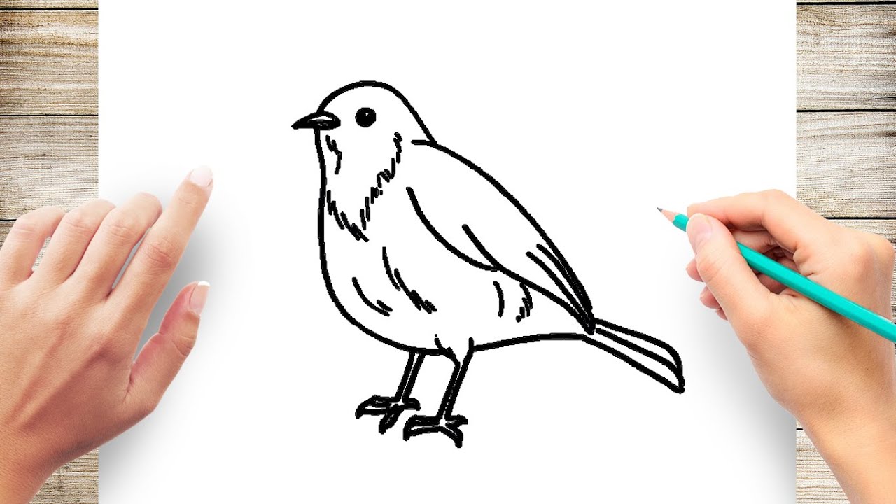 How To Draw Robin Bird Easy - YouTube