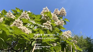 개오동 Catalpa ovata 야생화를 찾아서(255) in search of wildflowers 유등천둔치 Yu deung-cheon Dunchi