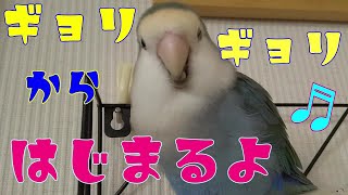 【まずはクウのギョリギョリから♬】やりたい！放題！元気な可愛いコザクラインコ達。コザクラインコ物語♬