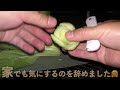 【ソロキャンプ】人気キャンプ場の片隅で自分が楽しむだけのソロキャンプ【味仙】【陰キャ】【ヒキガエル】【羽高湖森林公園キャンプ場】