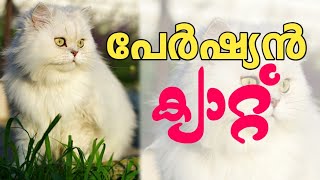 പേർഷ്യൻ പൂച്ചകളുടെ ഒരു കിടിലൻ ഫാം || Persian cat farming Pandikkad Amakkad