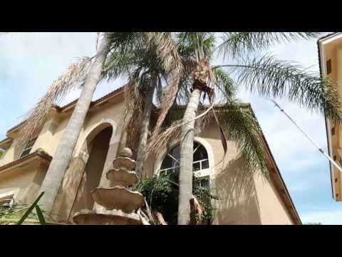 How to cut a palm tree without a ladder or power tools How to cut a palm tree without a ladder or power tools