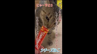 【ニャース２３シリーズねこ 】もちまるもびっくり。いなばのCMよりも怖い目でチュールにとびつきます。いなば猫とチュール猫　目が真剣！