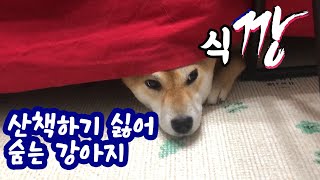 산책하기 싫어 숨는 강아지(식깡이 된 이유)ㅣ시바견 shibainu