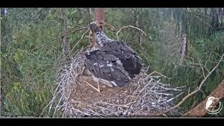 Vāvere kas iztraucēja melno stārķu mieru Melnais stārķis (Ciconia nigra) Siguldas novadā - LDF