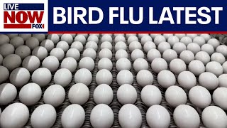 How worried should you be about bird flu?  | LiveNOW from FOX