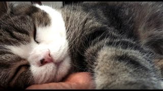 朝まる。-Maru in the morning.-